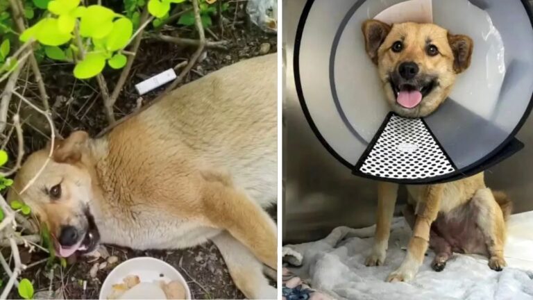 Stray Dog Hit By A Car Saved By 56 Cab Drivers He Befriended