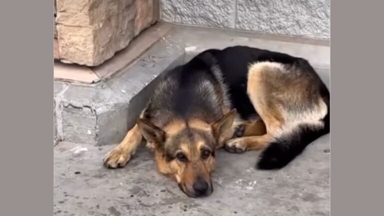 German Shepherd Abandoned At Walmart With A Big Box Of His Favorite Toys