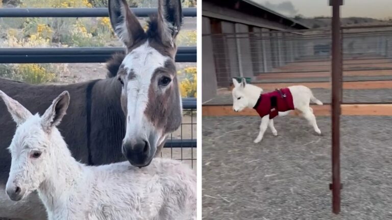 After Escaping A Kill Pen, Donkey Welcomes Fluffy White Bundle Of Joy