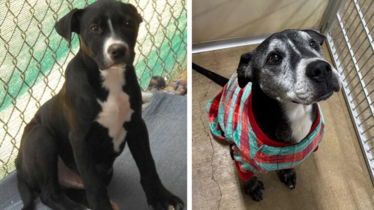 From Puppy to Senior Dog, One Shelter Dog’s 10-Year Journey For A Forever Home