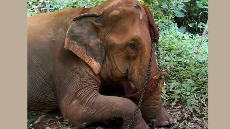 Moon the elephant