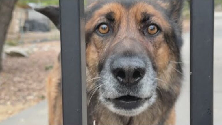 German Shepherd Saves His Mom From Rabid Bobcat While Out For Walk