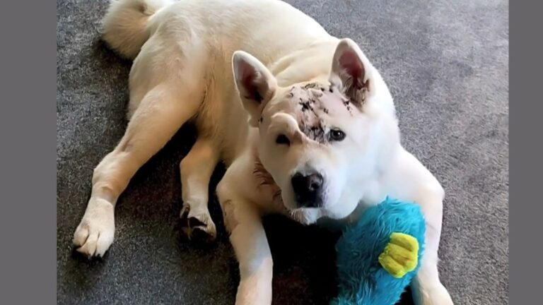 Man Kicks Mountain Lion Attacking His Dog Just Outside Home And Saves Her Life