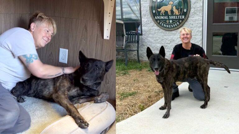 K-9 Almost Starved to Death Reunites With His Loving Former Handler