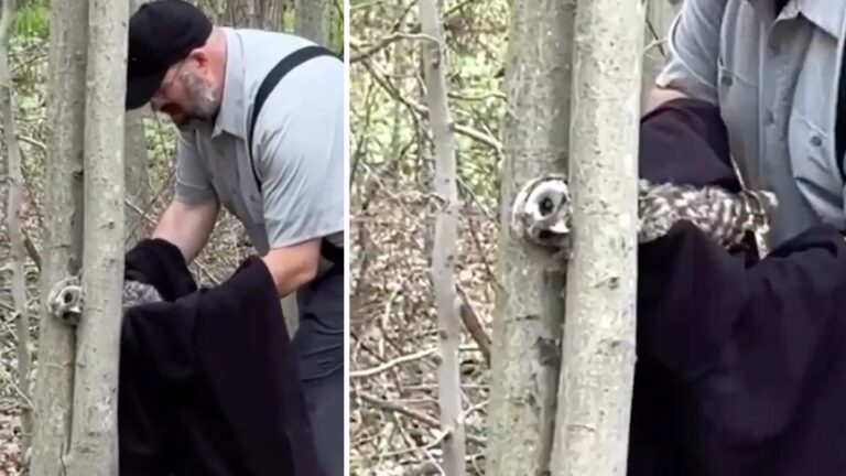 Man Saves Young Barred Owl Wedged In Tree