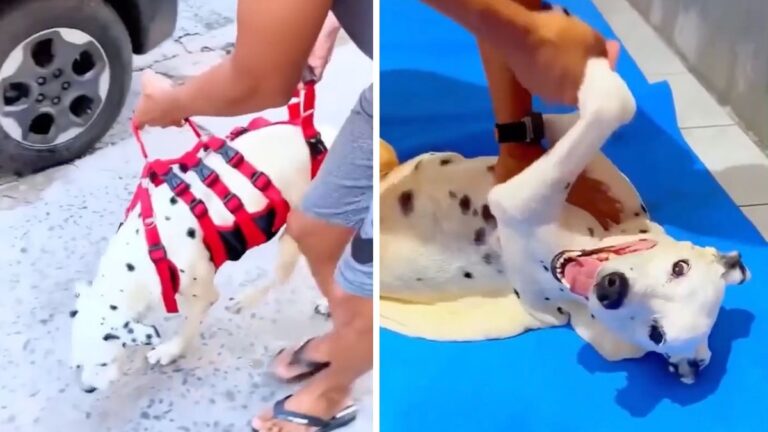 Paralyzed Dalmatian Defies The Odds Thanks To One Man’s Unwavering Devotion