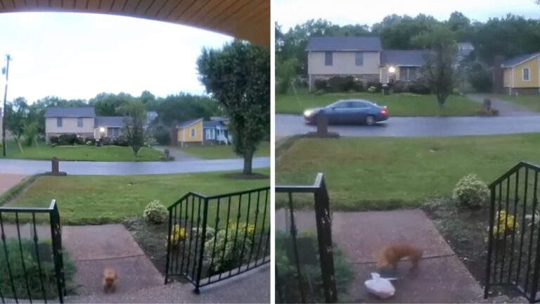 Tiny Dog Shamelessly Steals Uber Eats Order From Nashville Porch