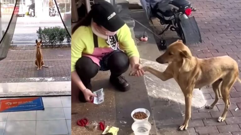 Noodle Shop Owner Feeds Stray Dog—Then Discovers Her Hidden Puppies