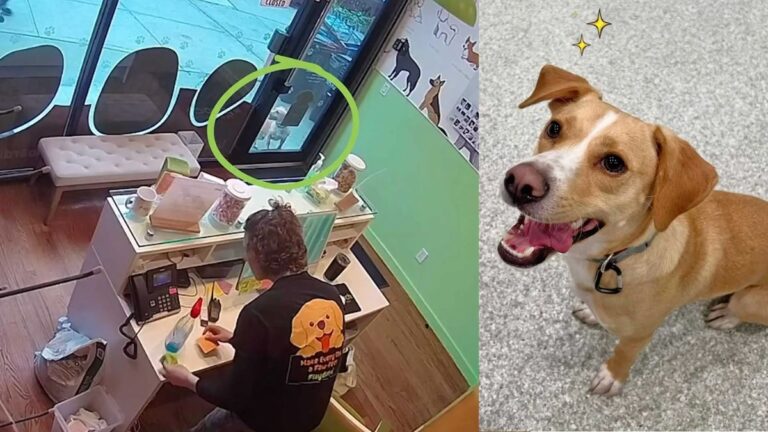 Lost Dog In New York City Runs A Mile To His Favorite Doggy Daycare