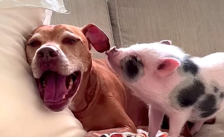 Rescued Baby Pig Learns To ‘Bark’ from Her Pit Bull Brother