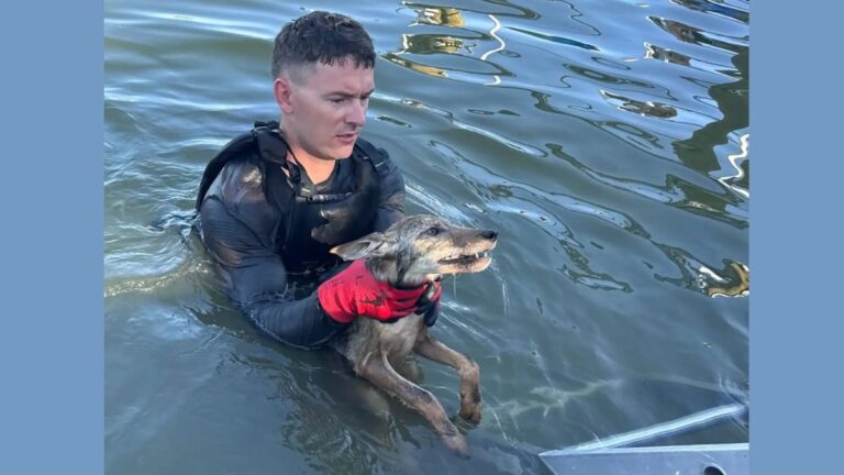Firefighters Get Big Surprise After They Rescue Drowning ‘Dog’