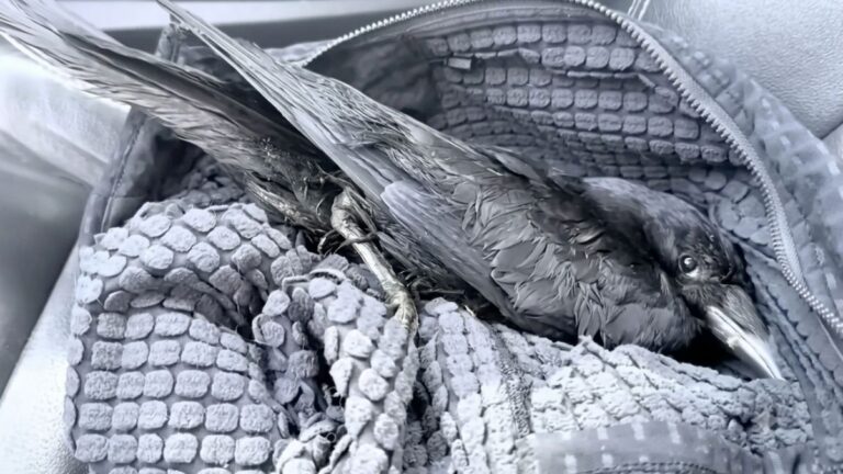Woman Rescues Injured Crow And Now Keeps Getting ‘Thank-You Gifts’ From Birds