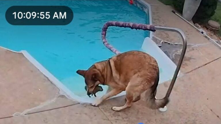Dog Who Loves Watching Backyard Bunnies Becomes Hero When One Falls Into Pool
