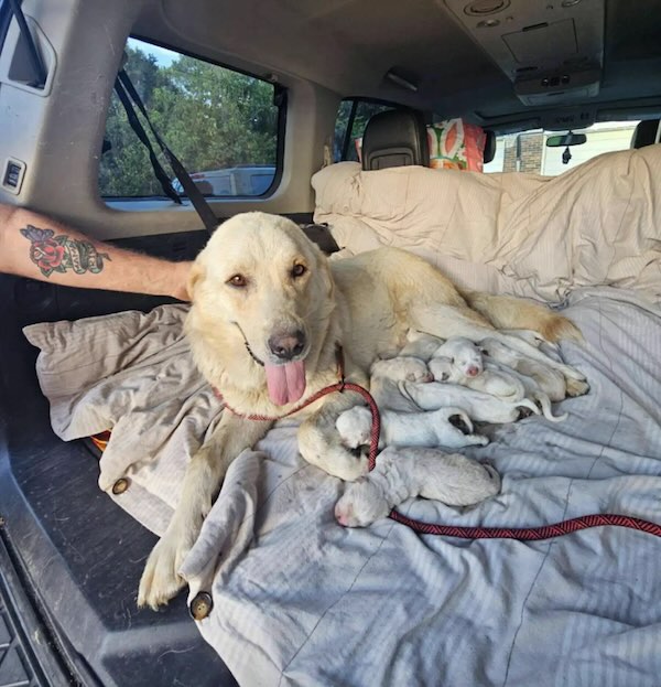 Abandoned Mama Dog Fought To Keep Her 12 Puppies Alive Beside A Creek Until Help Finally Arrived