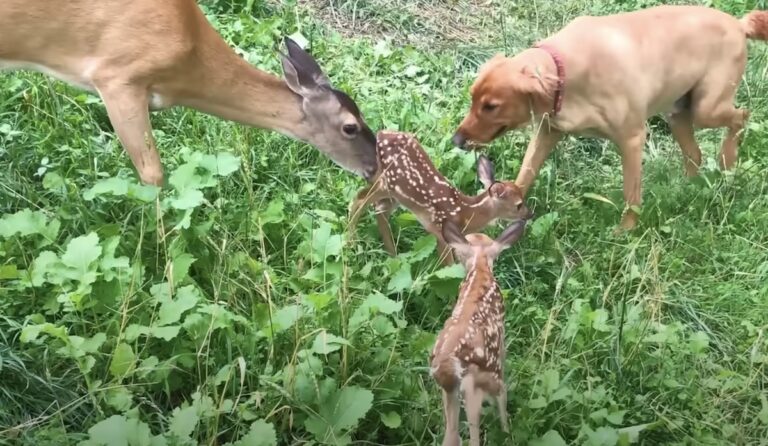 Wild Deer Brings Her Fawns To Meet The Dog She’s Been Friends With For 12 Years