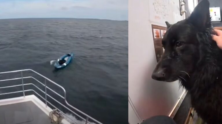 Dog Blown Out To Sea In Inflatable Kayak Rescued Just In Time By Tour Boat Operator