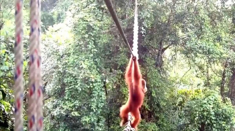 Sumatran Orangutang Uses Canopy Bridge For The First Time, Two Years After It Was Built