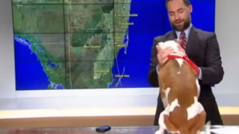 Shelter Dog Crashes Live Weather Report And Instantly Steals The Show