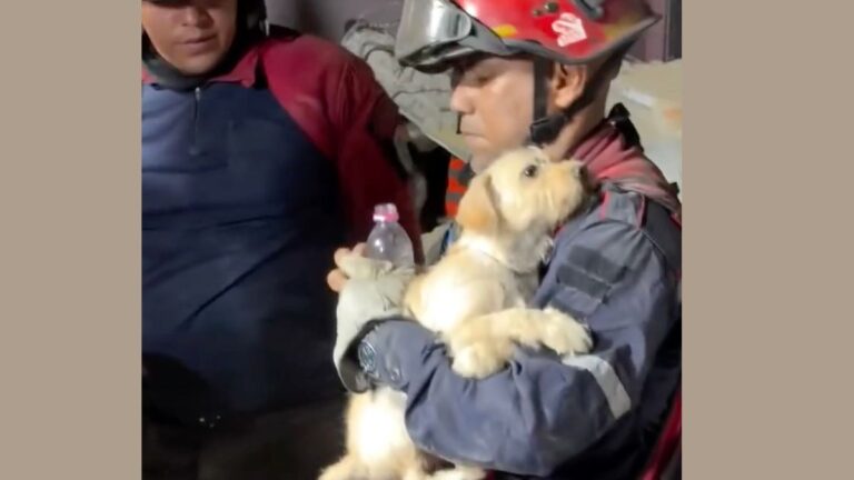 Firefighters Rescue Puppy from Rubble of Deadly Earthquakes in Venezuela