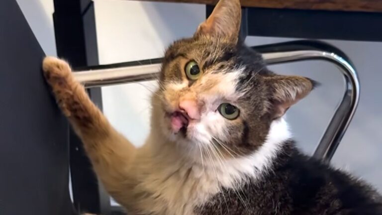 Woman Takes In Shelter Cat Given Only A Year To Live—He Surprises Everyone