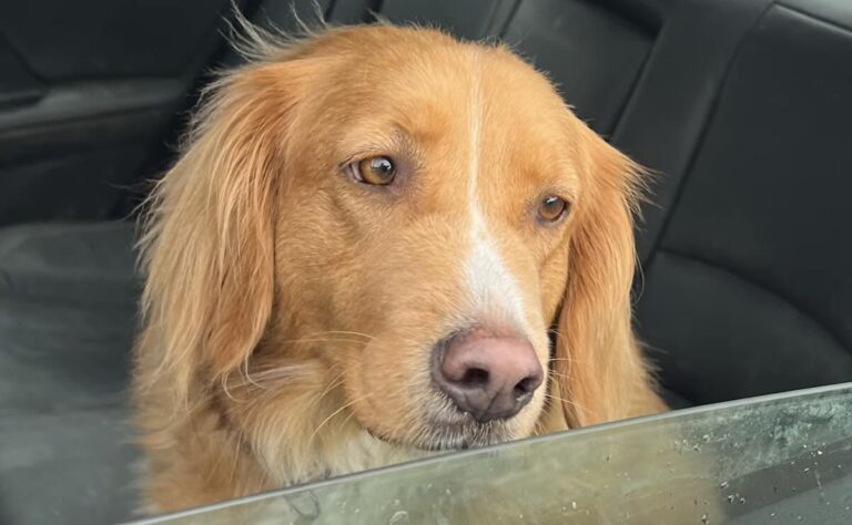 Couple Spots Their Stolen Car And Risks Everything To Save Their Dog Still Inside
