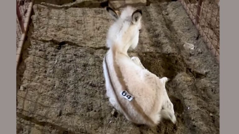 Women Rescues Baby Zonkey From Being Sold To Trophy Hunters