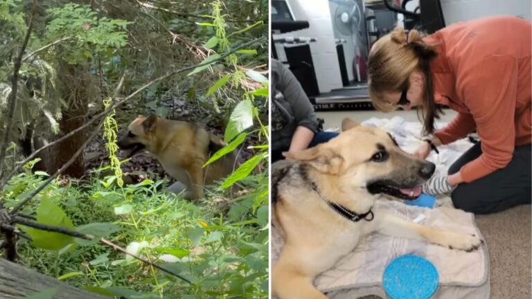 Paralyzed Dog Found In Ravine By Drone Volunteer After Being Spooked By Fireworks