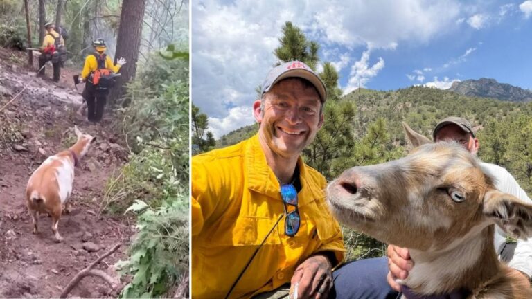 Goat Helps Lead Colorado Firefighters Safely Out of Wildfire