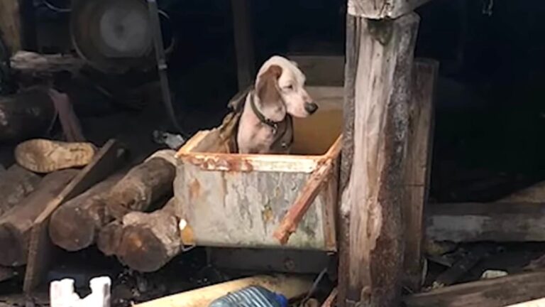 Dog Starved To Become A ‘Better’ Hunter Finally Finds The Love She Always Deserved
