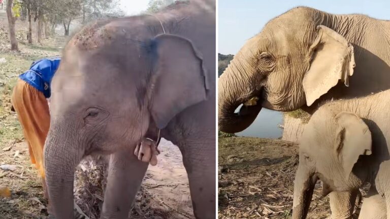 Baby Elephant Freed From Chains Gets A New Mom