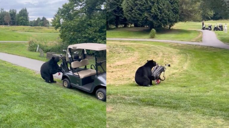 Golfer Pleads With Black Bear To Give Back His Clubs In Hilarious Viral Video