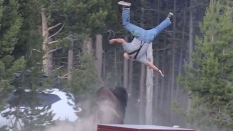Massive Bison Tosses Tourist Several Feet into the Air at Yellowstone National Park