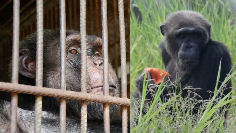 Chimp Locked In A Small Cage For 34 Years Gets His Own Island