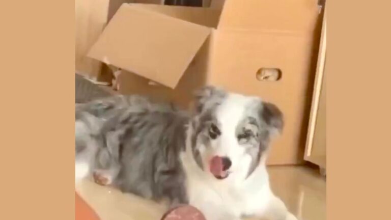 Cat Found Secretly Glaring At Dog From Inside A Box