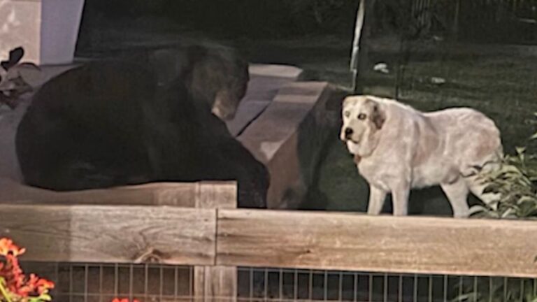 Man Spots Bear and Dog Sharing A Quiet Moment Together In Neighbor’s Backyard