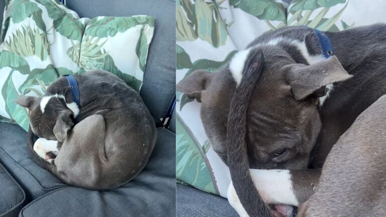 Woman Finds An Injured Starving Pit Bull Curled Up On Her Outdoor Couch