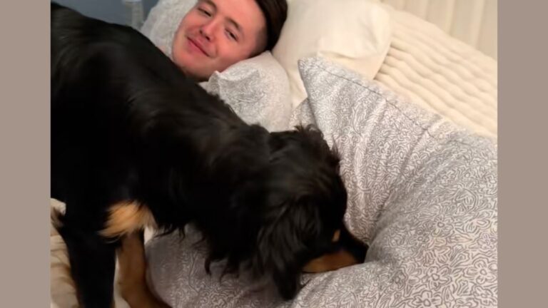 Dog Discovers Memory Foam Pillows Bounce Back