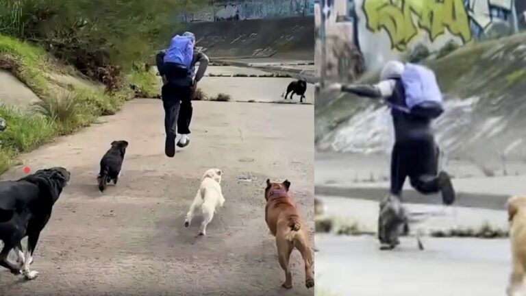 Rescue Dogs Chase Off Man Who Attacked Two Women on Walking Trail