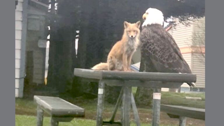 Bald Eagle and Fox Spotted Hanging Out on a Picnic Table Like Old Friends