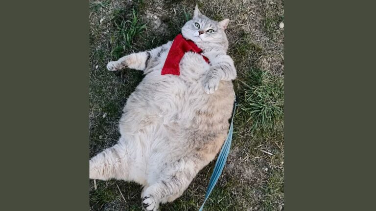 30-Pound Cat Who Couldn’t Walk Now A Healthy 9 Pounds Thanks To Rescuer