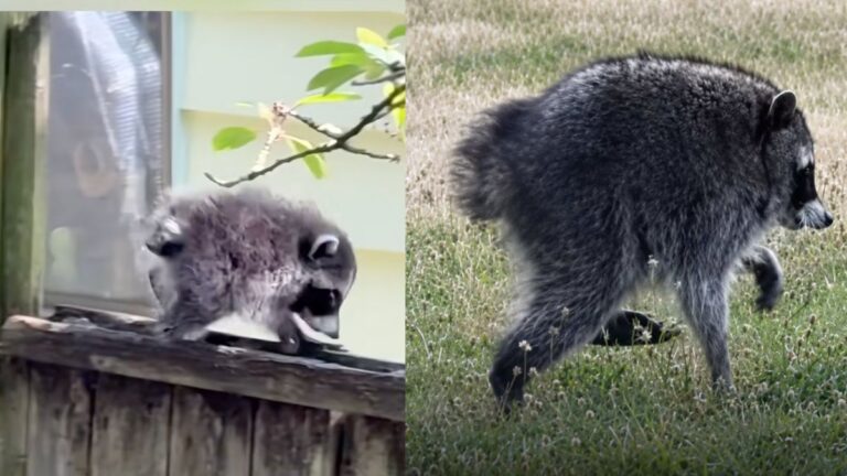 Jimothy, The Raccoon With A Rare Condition Becomes Seattle’s Unlikely Celebrity