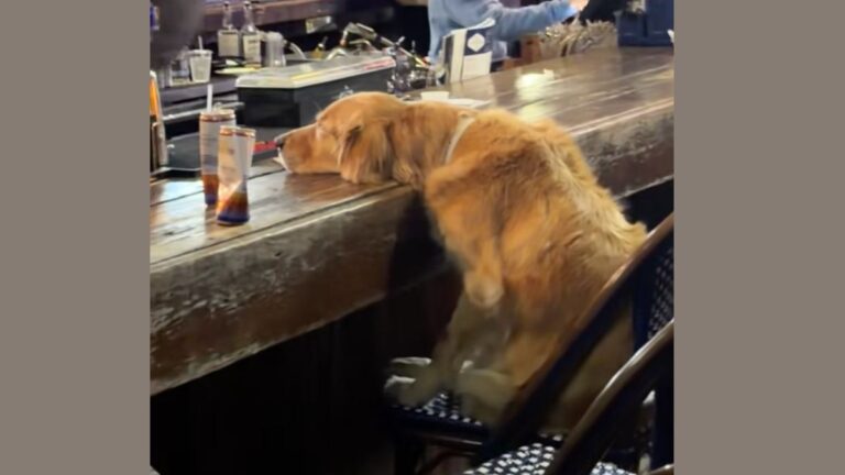 Tired Golden Retriever Spotted at a Bar After a ‘Ruff Day’
