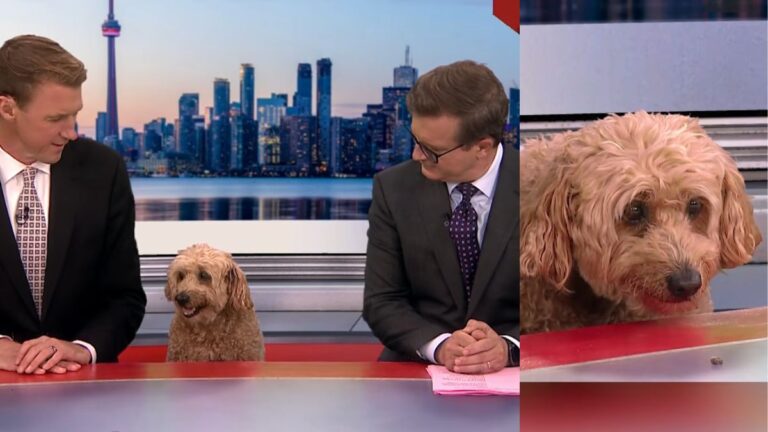 Dog Steals The Show During Live TV Weather Broadcast